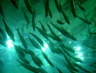 Étude juridique sur l’interdiction de la pêche électrique et la protection des sites Natura 2000 en mer dans l’Union européenne